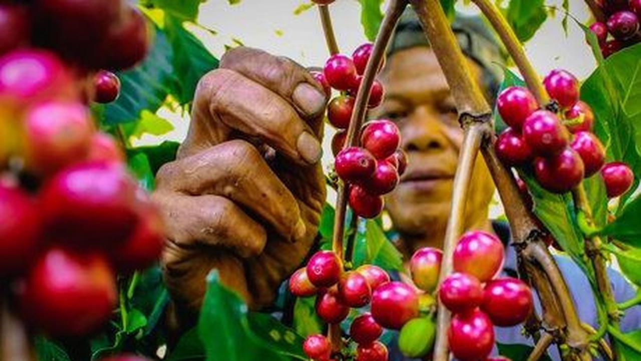 Kopi Gunung Puntang