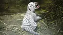 Seekor anak harimau putih berusia dua hari di kebun binatang di Managua, Nikaragua pada Rabu (3/11/2021). Tiga anak harimau putih yang baru lahir diberi makan dengan kolostrum dari seekor kambing yang baru lahir karena induknya menolak untuk menyusui mereka. (OSWALDO RIVAS / AFP)