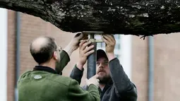 Pria bernama Keith Keiling dan Bobby Keiling membuat penyanggah untuk menahan batang pohon Oak berusia 600 tahun yang mulai gugur di New Jersey (21/4). Pohon ini telah menjadi latar belakang bagi ribuan foto selama bertahun-tahun. (AP Photo/Julio Cortez)
