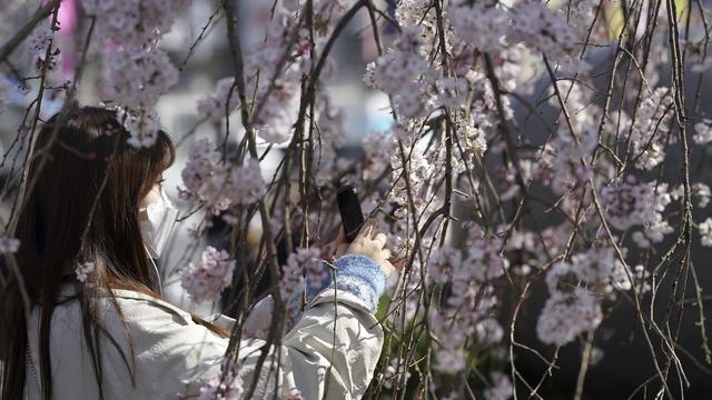 Mengunjungi Taman Ueno di Musim Sakura
