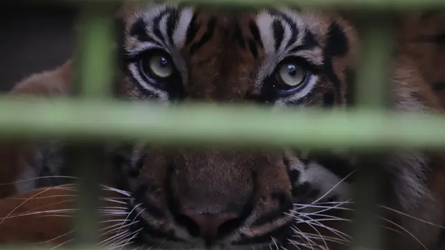 Harimau Sumatera