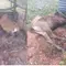49 Ekor Sapi Milik Warga Mati Kedinginan