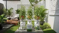 4 Ide Hidroponik DIY untuk Halaman Rumah Minimalis, Nikmati Hasil Panen Segar