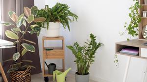 6 Cara Membuat Tanaman Indoor Tetap Segar Meski Tanpa Sinar Matahari Langsung di Rumah