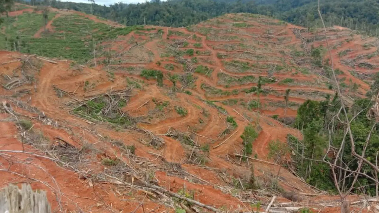 Kondisi hutan di Jambi. (Liputan6.com/Gresi Plasmanto)
