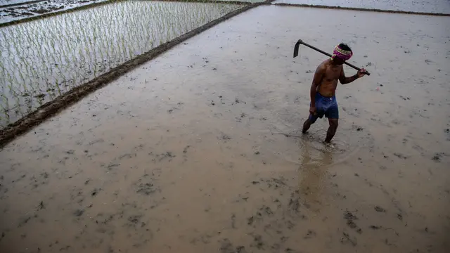 Potret Petani India Saat Beraktivitas di Sawah