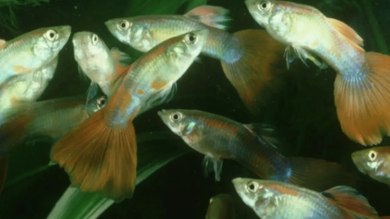 Meskipun Sudah Mati, Ikan Ini Mampu Berkembang Biak