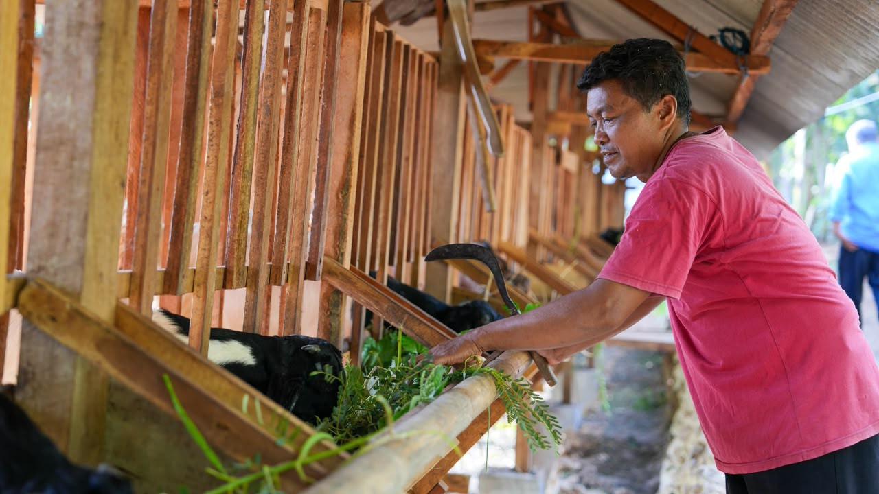 Sulap Limbah Jadi Biomassa, PLN EPI Bangun Ekosistem Peternakan Berkelanjutan di Gunungkidul