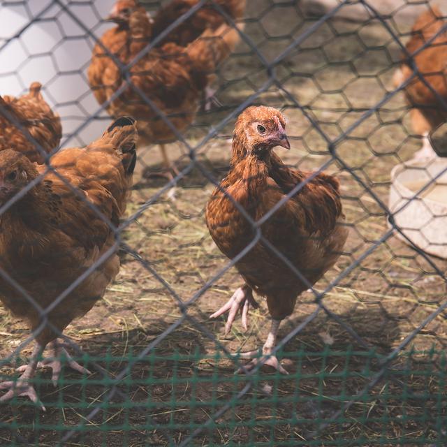 5 Cara Membuat Kandang Ayam Sederhana Pahami Langkah Dasarnya Hot Liputan6 Com