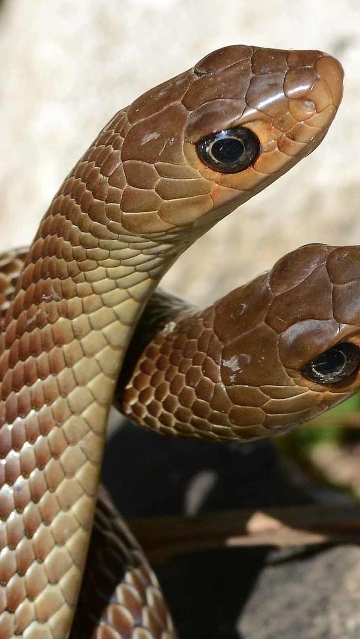 <b>1. Ular Jali</b>