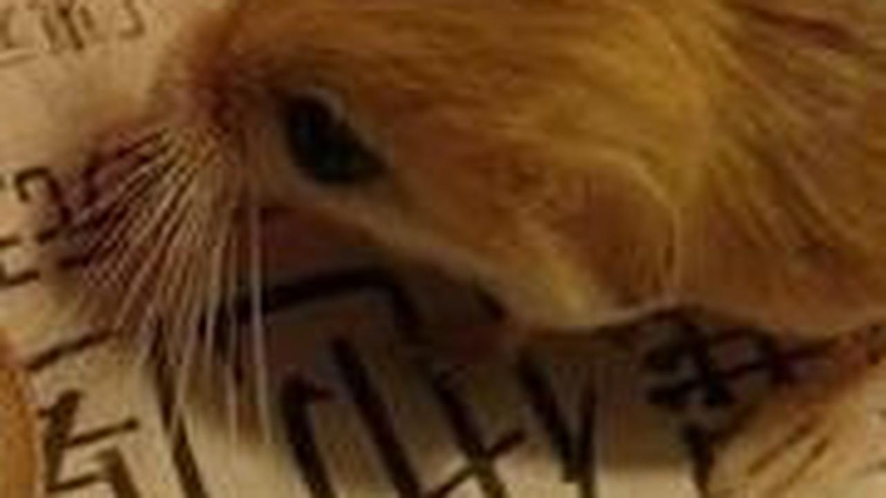 8. Jerboa Kerdil Baluchistan<br>