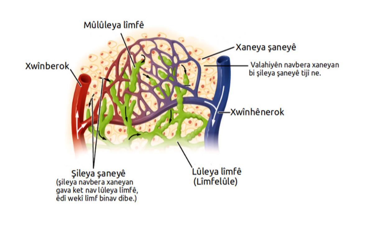 Ilustrasi Limfa