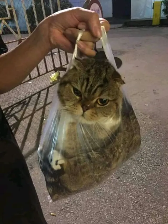 10 Potret Lucu Kucing di Dalam Tas Kresek, Ekspresinya Bikin Kasihan
