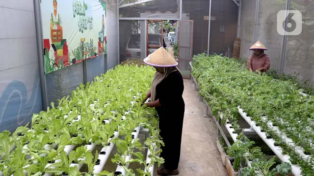 Pemanfaatan Bekas Tempat Penampungan Sampah Menjadi Lahan Pertanian Produktif
