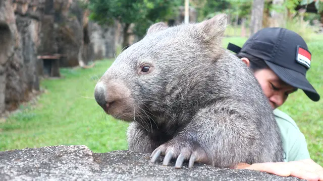 wombat Australia Taman Safari Prigen
