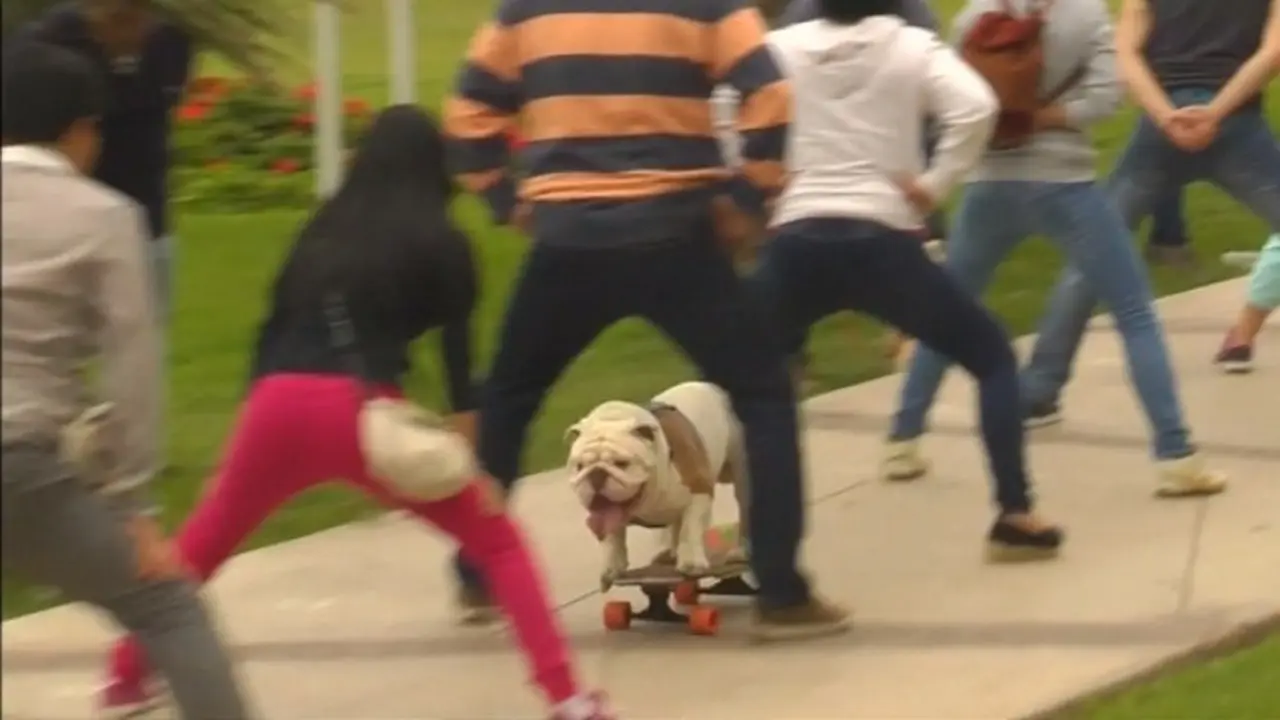 buldog bermain skateboard 