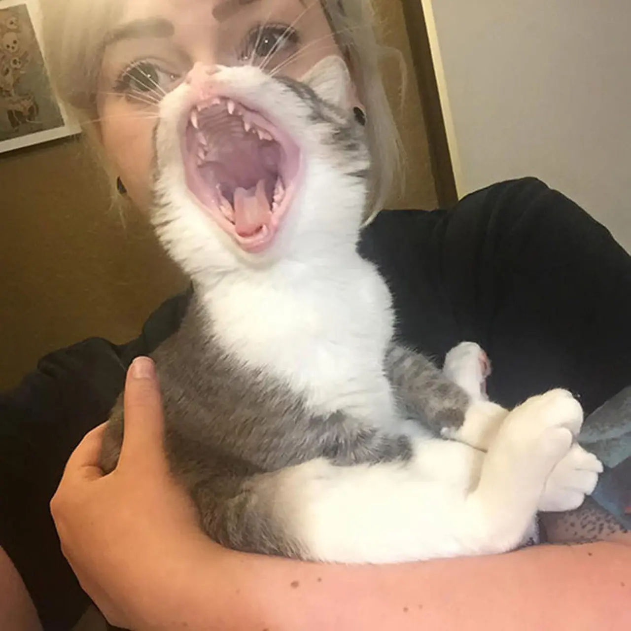 Begini Hasilnya, Saat Foto Kucing Pas dengan Momen - Ragam Bola.com