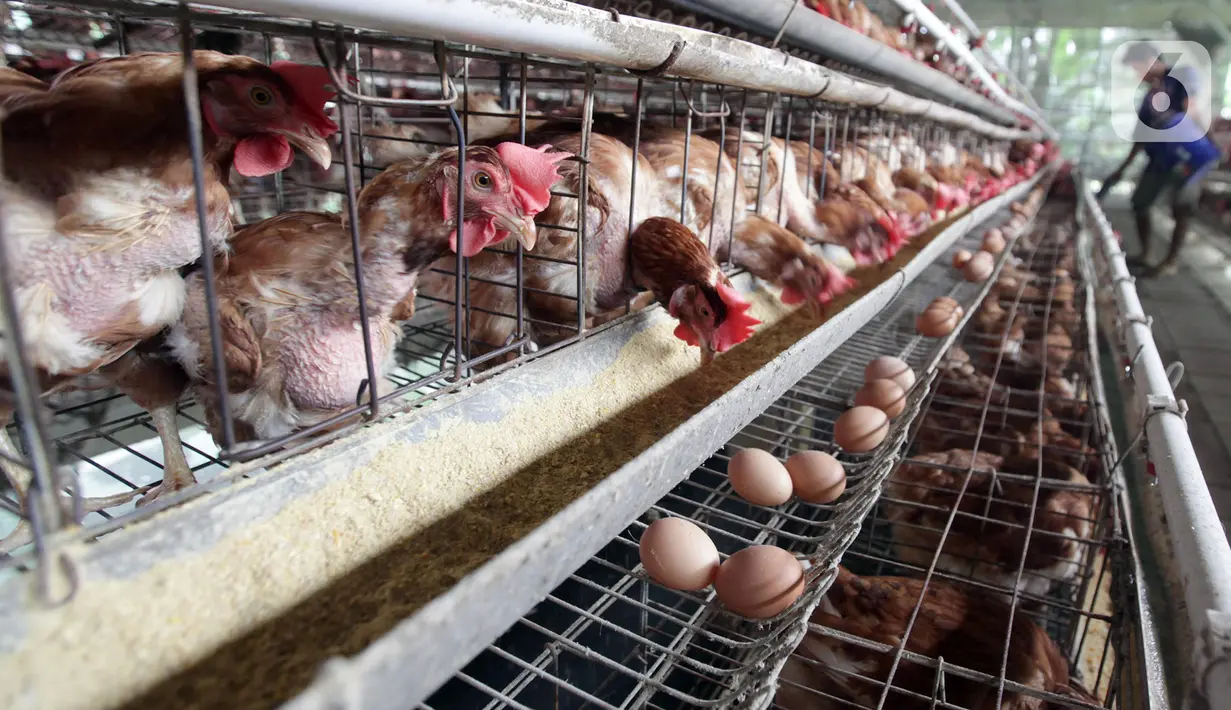 Ayam-ayam bertelur di perternakan kawasan Telaga Kahuripan, Bogor, Jawa Barat, Rabu (3/11/2021). Rendahnya harga telur ayam menyebabkan para peternak di Bogor terpaksa menjual telur ayam di bawah harga pasar, dengan harga Rp 16.000 per kilogram. (merdeka.com/Arie Basuki)
