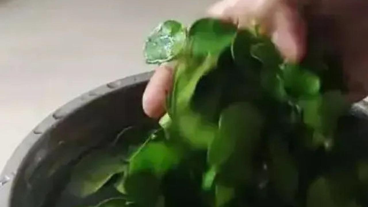 Cara Menyimpan Daun Jeruk Agar Tetap Segar dan Awet Hingga Tiga Bulan