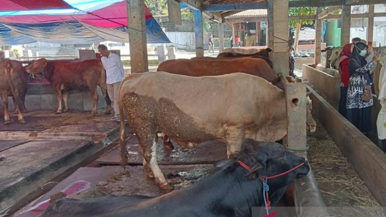 Pakar UGM Tekankan Pelaksanaan Kurban Halal dan Aman Jelang Idul Adha 1447 H