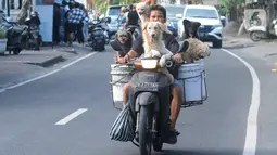 Sejak tahun 2000, pemuda yang memelihara 25 ekor anjing berkeliling rata-rata 5 hingga 10 km untuk mengambil limbah rumah makan. (merdeka.com/Arie Basuki)
