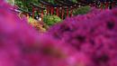 Ada sekitar 3.000 pohon Bunga Azalea dengan lebih dari 100 spesies yang bisa kita nikmati di sini. (AP Photo/Eugene Hoshiko)
