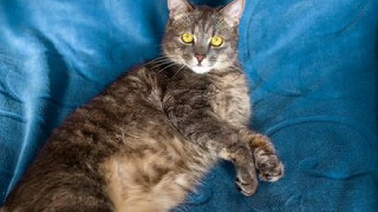 Tanda Kucing Sedang Hamil Muda yang Bisa Kita Amati