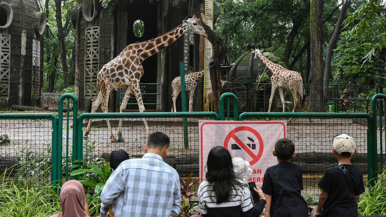 Ribuan Pengunjung Padati Kebun Binatang Ragunan Jakarta
