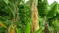 7 Trik Fermentasi Batang Pisang untuk Pakan Kambing agar Empuk dan Mudah Dimakan