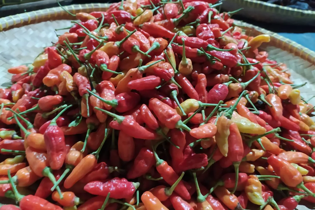 Cabai cengek menjadi salah satu komoditas pertanian yang mulai menujukan kenaikan harga sepekan menjelang lebaran idul fitri 1442 H tahun ini.