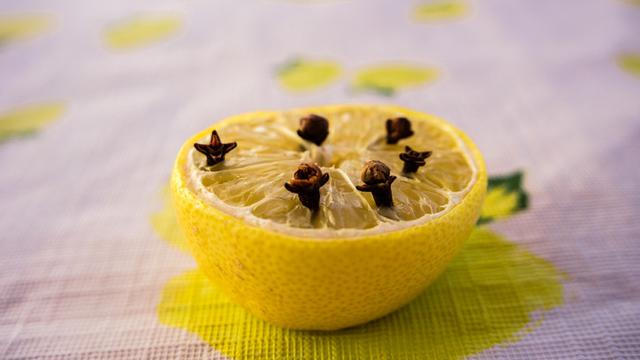 Cara Mengusir Lalat di Rumah