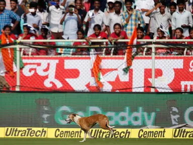 Pertandingan kriket sedang berlangsung ketika anjing liar tiba-tiba berlari masuk lapangan saat India unggul dengan skor 210-2 atas Inggris di Visakhapatnam, Andhra Pradesh, India pada 17 November 2016 silam.  (AP Photo/Aijaz Rahi)