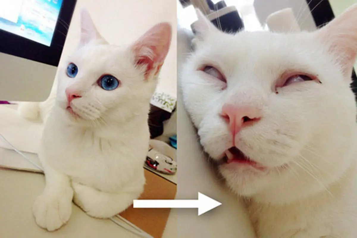 Video Ini Tunjukan Kebodohan Kucing Saat Tidur