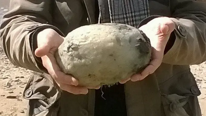 Harga Muntah Paus Ini Hampir Rp 1 Miliar, Kok Bisa?