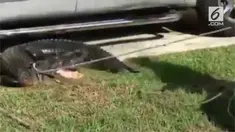Petugas tangkap seekor buaya yang bersembunyi di kolong mobil.
