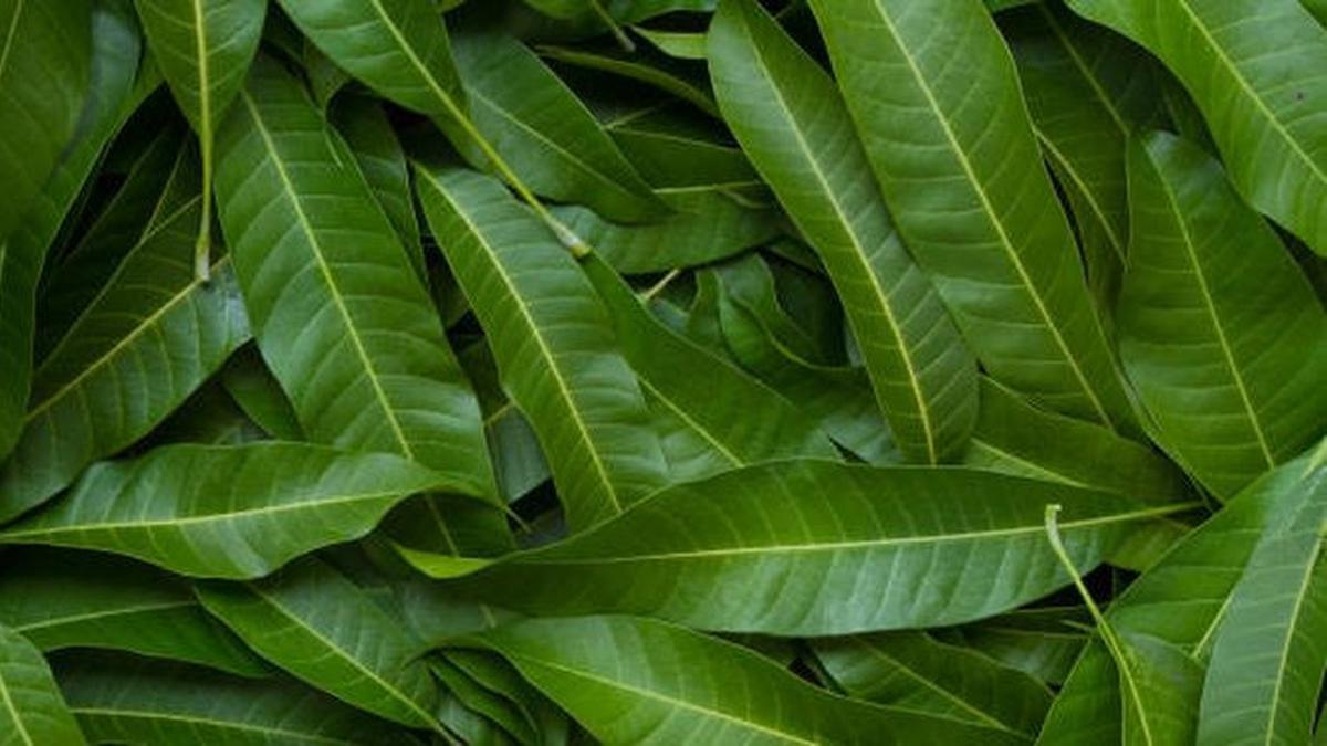 Khasiat Daun Mangga bagi Kesehatan, Salah Satunya Menstabilkan Kadar Gula Darah
