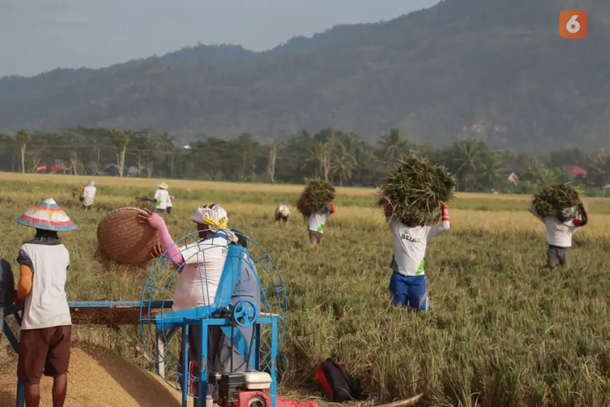 Petani Sawah di Gorontalo (Foto: Arfandi Ibrahim/Liputan6.com)