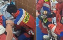 Viral Aksi Pemadam Kebakaran Keluarkan Ular Piton di Dalam Lubang WC, Bikin Warganet Deg-degan