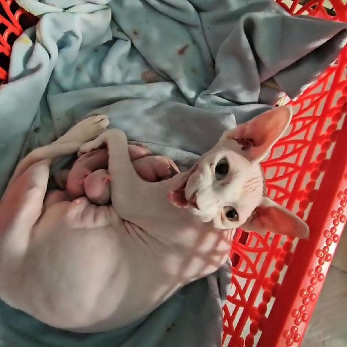 Potret Wulan Guritno dengan Kucing Kesayangan yang Baru Saja Melahirkan