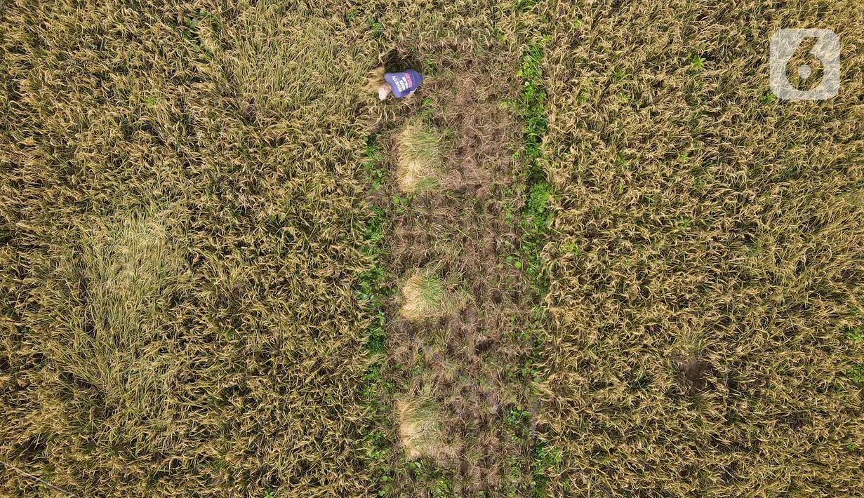 Pandangan udara saat petani memanen padi dari Sawah Abadi di kawasan Ujung Menteng, Jakarta, Rabu (23/2/2022). Padi hasil panen tersebut tidak dijadikan beras, tapi dijadikan benih untuk dibagikan kepada kelompok tani yang ada di wilayah Jakarta. (merdeka.com/Imam Buhori)