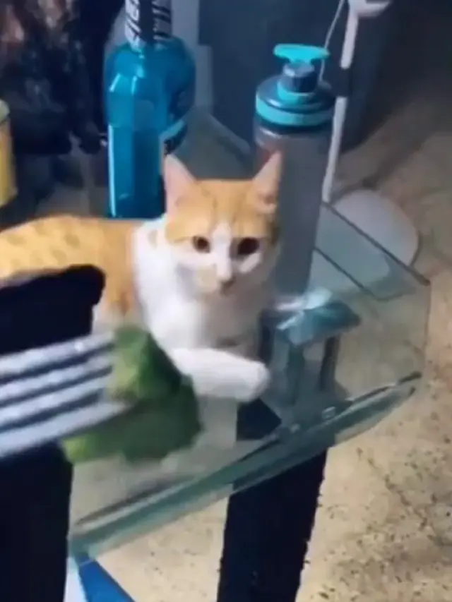 kucing nggak suka sayur