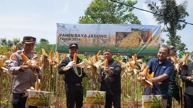 Pj. Bupati garut Barnas Adjidin bersama perwakilan perusahaan dalam kegiatan Panen Raya jagung hibrida di Kecamatan Limbangan, Garut. (Liputan6.com/Jayadi Supriadin)