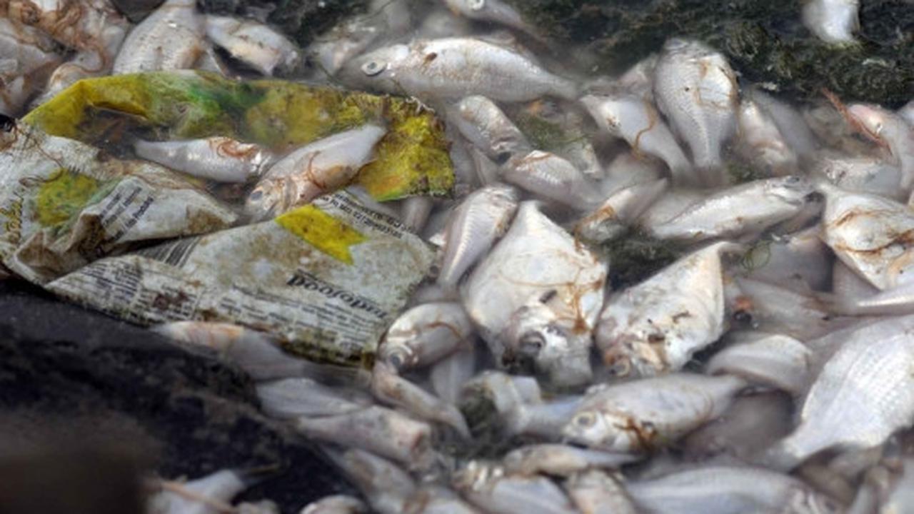 Jutaan ekor ikan berbagai jenis mati misterius di Pantai Ancol