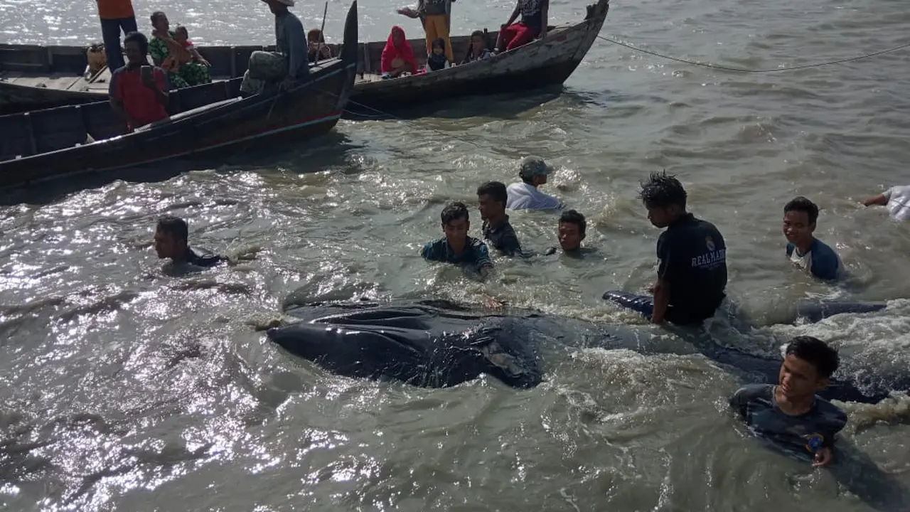 Ikan Paus Berukuran 14 Meter Mati di Perairan Asahan