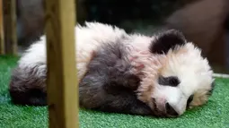 Panda Yuan Meng terlihat tertidur saat Upacara pemberian nama untuknya di Kebun Binatang Beauval, Prancis (4/11). Panda yang lahir di Prancis tersebut diberi nama 'Yuan Meng' oleh ibu negara Prancis, Brigitte Macron. (AP Photo/Thibault Camus, Pool)