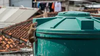 7 Cara agar Tikus Tidak Naik ke Tangki Air dan Pipa Saluran Tetap Bersih, Aman dan Bebas Kontaminasi