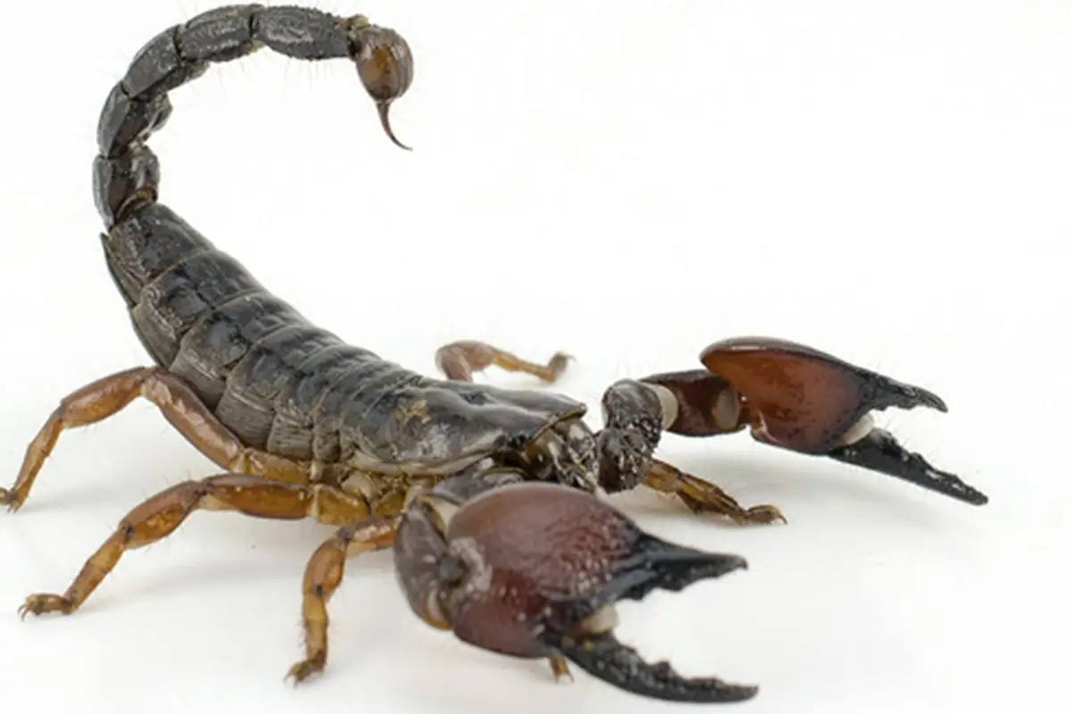 Foto: copyright thinkstockphotos.com