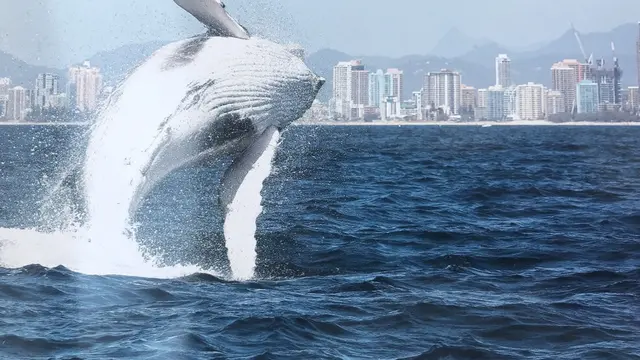 Wisata Menakjubkan Bersama Ikan Paus dan Burung Pelikan di Gold Coast Australia