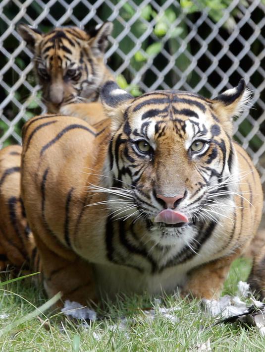 Seekor Harimau Sumatera bernama Sean bersama dua dari tiga anaknya berada di dalam kandang di Bali Zoo, Gianyar, Sabtu (28/7). Harimau Sumatera meruapakan satwa endemik yang keberadaannya kurang dari 400 spesies di Indonesia. (AP/Firdia Lisnawati)