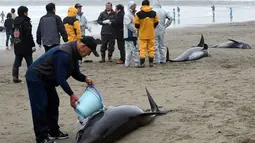 Lebih dari 130 lumba-lumba berkepala ikan paus (Pephonocephala Electra) terdampar di pantai Hokota, Jepang, Jumat (10/4/2015). Seorang Pria mencoba menyelamatkan ikan paus yang terdampar dipinggir pantai Hokota. (AFP PHOTO/Toshifumi Kitamura)